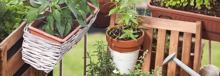 Kräuter und Gemüse auf einem Balkon
